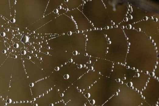 Spider web with water drops, dew