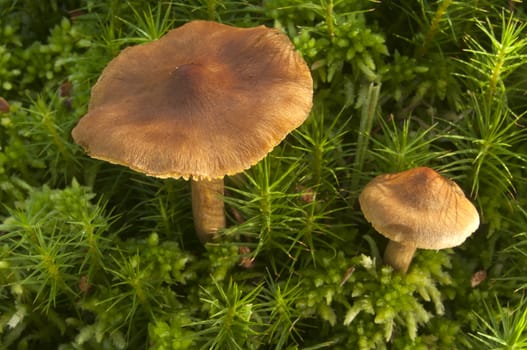 Small mushroom among the moss