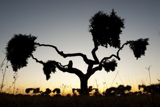 tree at sunset, holm oak, Quercus ilex, Spain