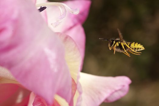 wasp flying looking for food, Vespula vulgaris