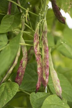 bean pod in the garden, to collect