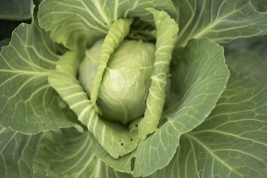 cabbage heart of ox, cultivation in orchard