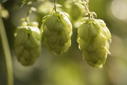 Cones of common hop (Humulus lupulus). anxiety, insomnia and other sleep disorders, restlessness, beer