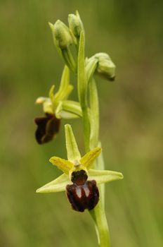 Early Spider Orchid - Ophrys sphegodes, detail of flowers