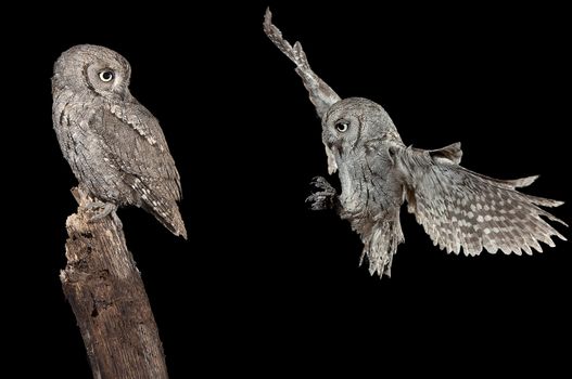 Eurasian scops owl (Otus scops), flying, high speed photography, in flight at night