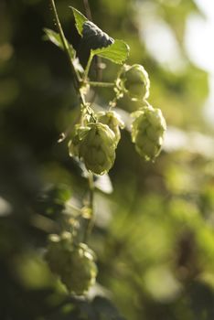 Cones of common hop (Humulus lupulus). anxiety, insomnia and other sleep disorders, restlessness, beer