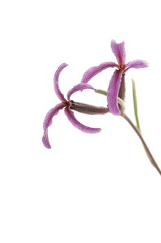 Matthiola fruticulosa, flower with white background