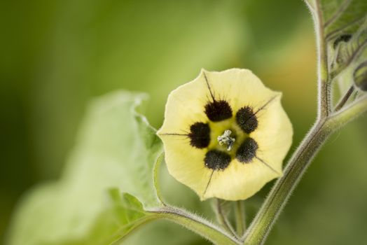 Physalis peruviana, Golden berry, Flower