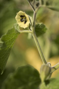 Physalis peruviana, Golden berry, Flower