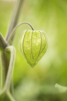 Physalis peruviana, golden berry, Fruit in capsule