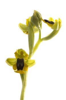 Wild orchid called Yellow Ophrys (Ophrys lutea), white background