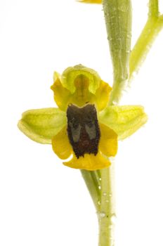 Wild orchid called Yellow Ophrys (Ophrys lutea), white background
