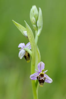 Wild orchid from southern Western Europe, Bee orchids, Ophrys  scolopax