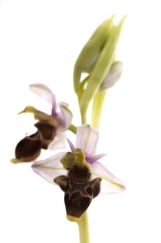 Wild orchid from southern Western Europe, Bee orchids, Ophrys scolopax, white background
