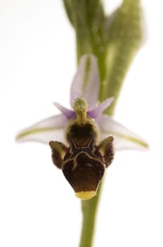 Wild orchid from southern Western Europe, Bee orchids, Ophrys scolopax, white background