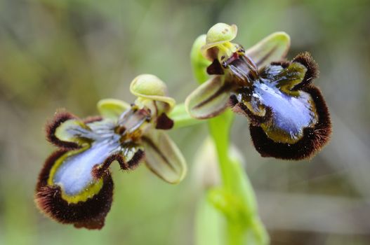 Wild orchid from southern Western Europe, Ophrys speculum