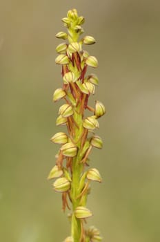 Wild orchid from southern Western Europe, Orchis anthropophora, Man Orchid (formerly Aceras anthropophorum)