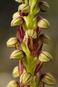 Wild orchid from southern Western Europe, Orchis anthropophora, Man Orchid (formerly Aceras anthropophorum)