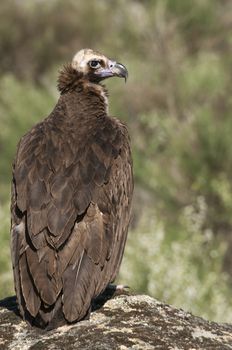 Cinereous (Eurasian Black) Vulture (Aegypius monachus), Full Length Portrait