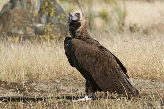 Cinereous (Eurasian Black) Vulture (Aegypius monachus), Full Length Portrait