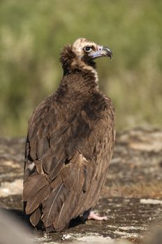 Cinereous (Eurasian Black) Vulture (Aegypius monachus), Full Length Portrait