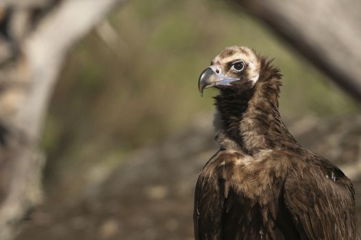 Cinereous (Eurasian Black) Vulture (Aegypius monachus), Head Portrait of Vulture