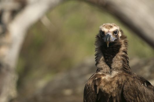 Cinereous (Eurasian Black) Vulture (Aegypius monachus), Head Portrait of Vulture