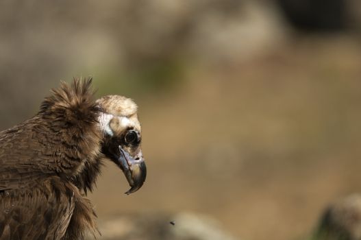 Cinereous (Eurasian Black) Vulture (Aegypius monachus), Head Portrait of Vulture