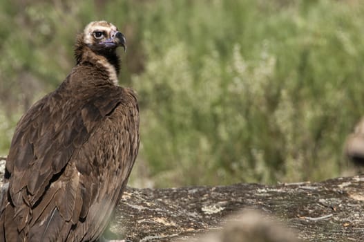 Cinereous (Eurasian Black) Vulture (Aegypius monachus), Head Por