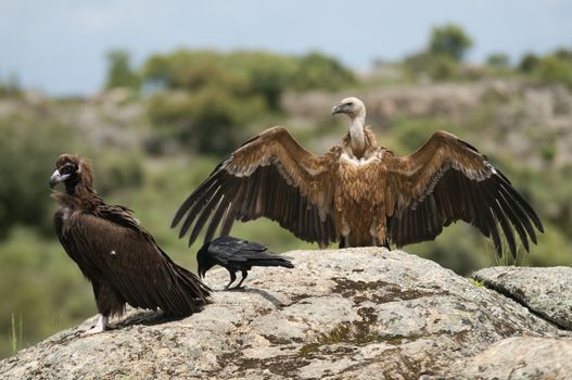 Cinereous Vulture, Aegypius monachus and Griffon Vulture, Gyps fulvus, Common raven, Corvus corax, standing on a rock