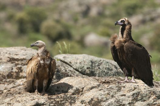 Cinereous Vulture, Aegypius monachus and Griffon Vulture, Gyps fulvus, standing on a rock