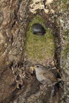 House Wren, Troglodytes troglodytes, at the entrance of its nest