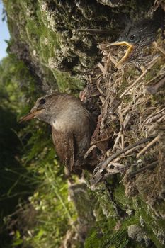 House Wren, Troglodytes troglodytes, at the entrance of their nest with their young