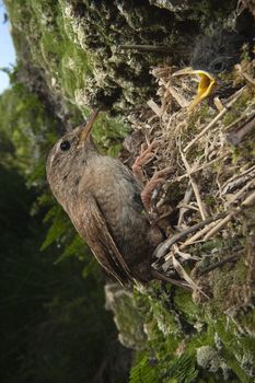 House Wren, Troglodytes troglodytes, at the entrance of their nest with their young