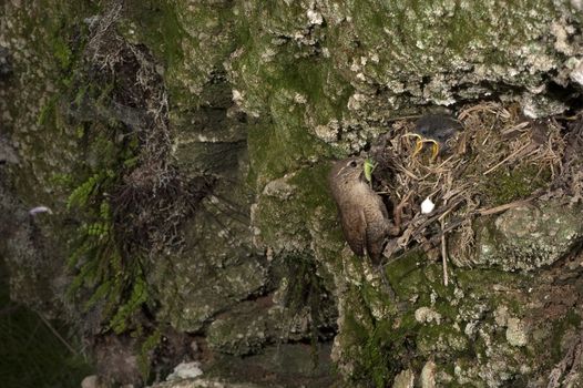 House Wren, Troglodytes troglodytes, at the entrance of their nest with their young