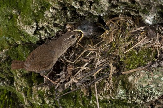 House Wren, Troglodytes troglodytes, at the entrance of their nest with their young