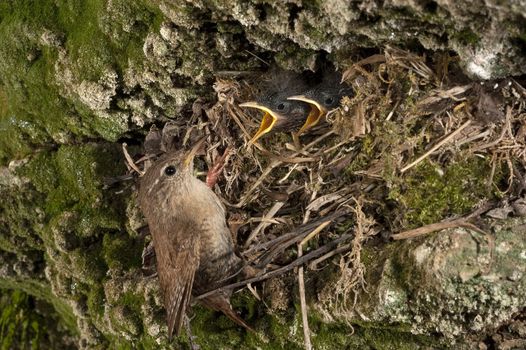 House Wren, Troglodytes troglodytes, at the entrance of their nest with their young