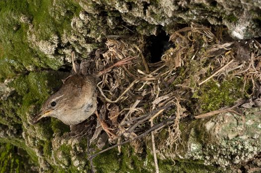 House Wren, Troglodytes troglodytes, at the entrance of their nest with their young