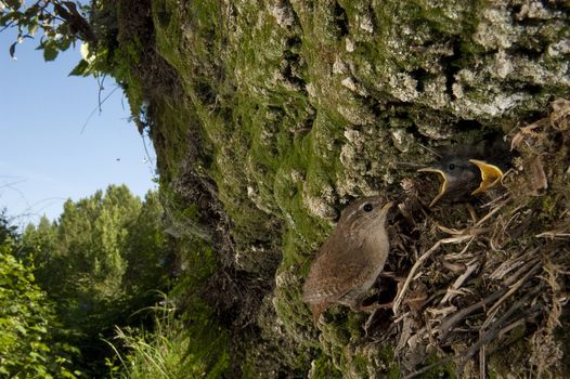 House Wren, Troglodytes troglodytes, at the entrance of their nest with their young