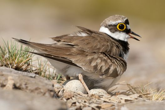 Little Ringed Plover (Charadrius dubius), adult in the nest with eggs