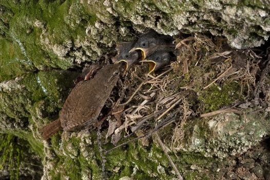 House Wren, Troglodytes troglodytes, at the entrance of their nest with their young