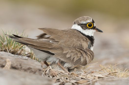 Little Ringed Plover (Charadrius dubius), adult in the nest with eggs