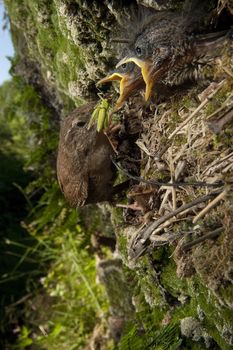 House Wren, Troglodytes troglodytes, at the entrance of their nest with their young