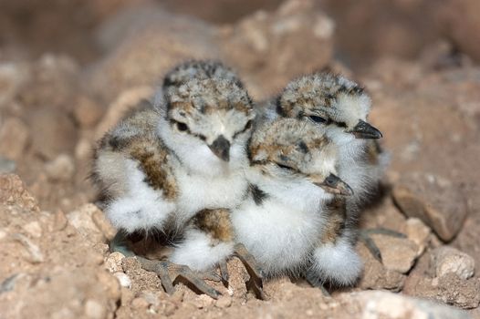 Little Ringed Plover (Charadrius dubius), young