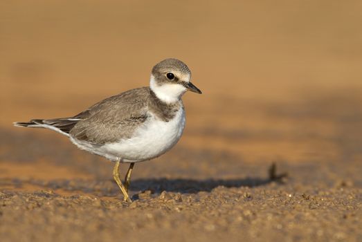 Little Ringed Plover (Charadrius dubius), Looking for food in water and mud