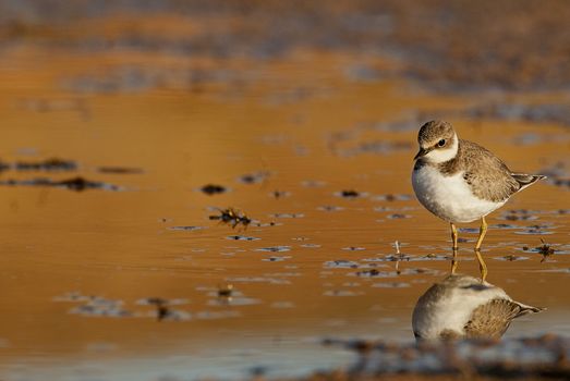 Little Ringed Plover (Charadrius dubius), Looking for food in water and mud