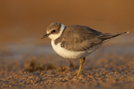 Little Ringed Plover (Charadrius dubius), Looking for food in water and mud