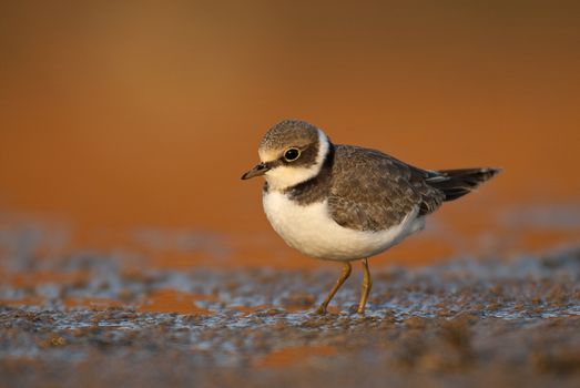 Little Ringed Plover (Charadrius dubius), Looking for food in water and mud