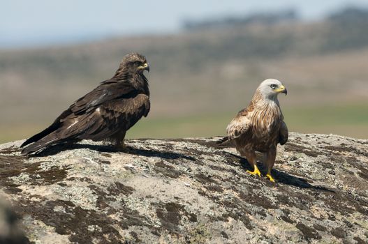 Red kite, Milvus milvus, Black Kite, Milvus migrans, standing on a rock