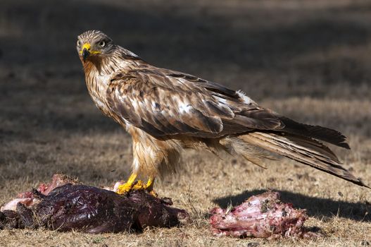 Red kite, Milvus milvus, eating carrion on the ground